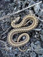 Thamnophis scaliger (Jan 1863)的圖片