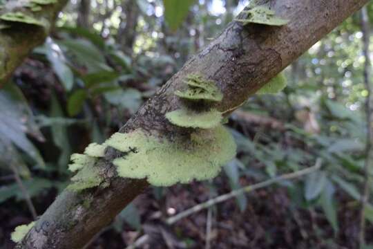 Image of Coenogonium leprieurii (Mont.) Nyl.