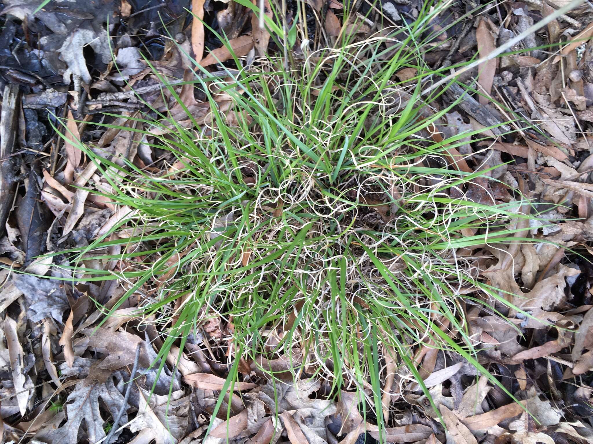 Imagem de Danthonia spicata (L.) Roem. & Schult.