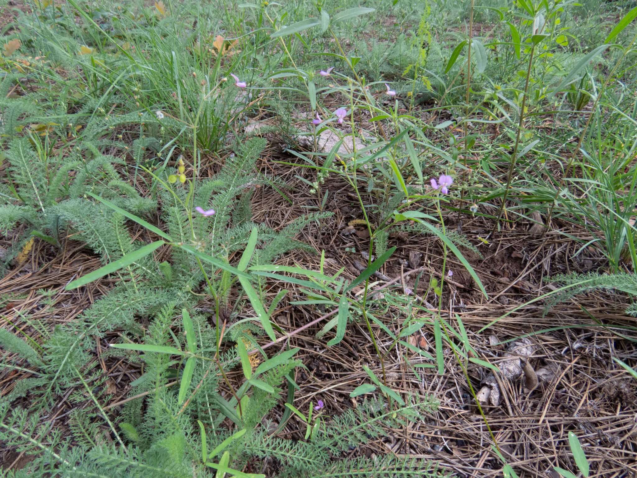 Imagem de Desmodium rosei B. G. Schub.