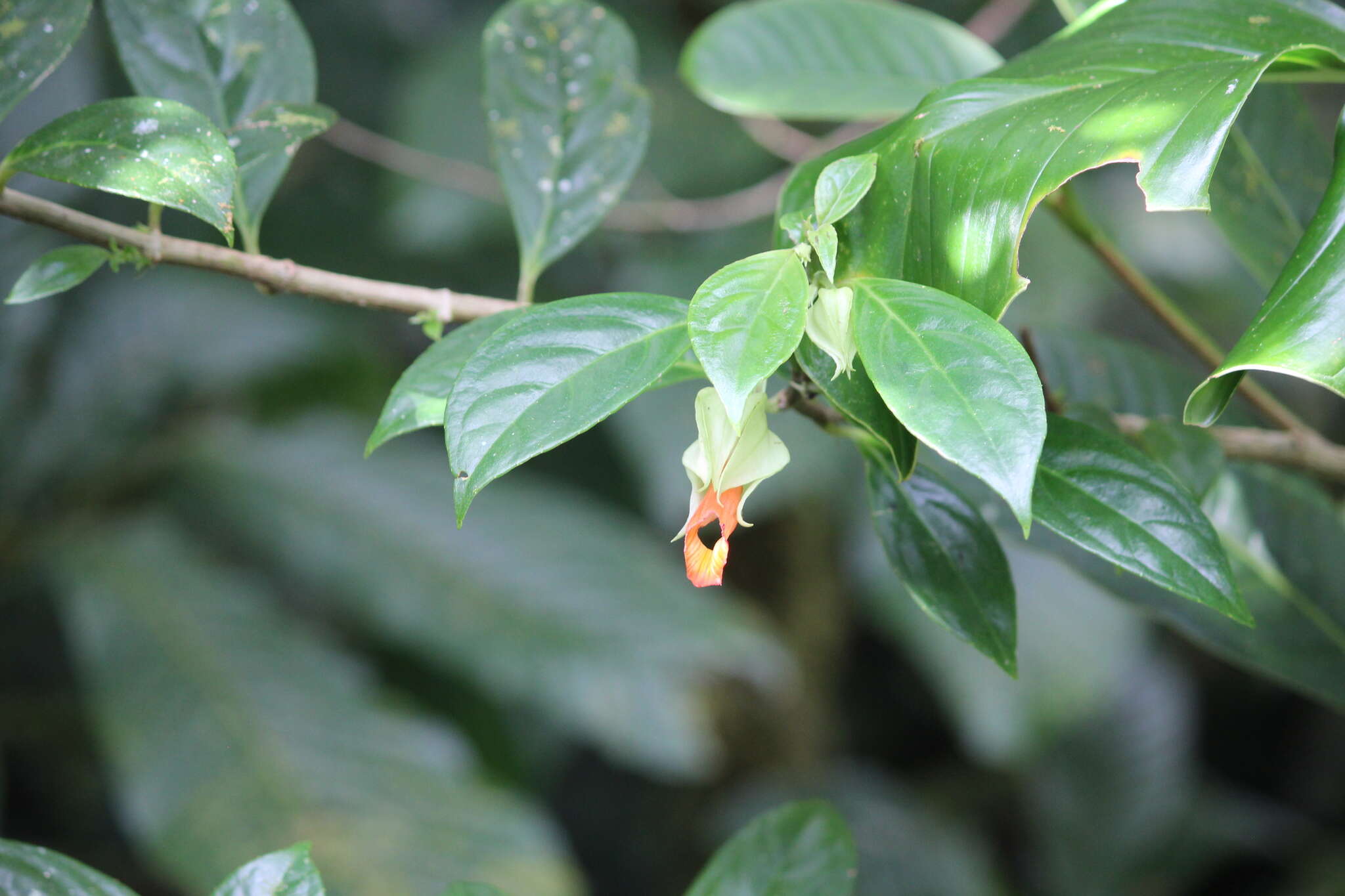 Image de Drymonia rubra C. V. Morton