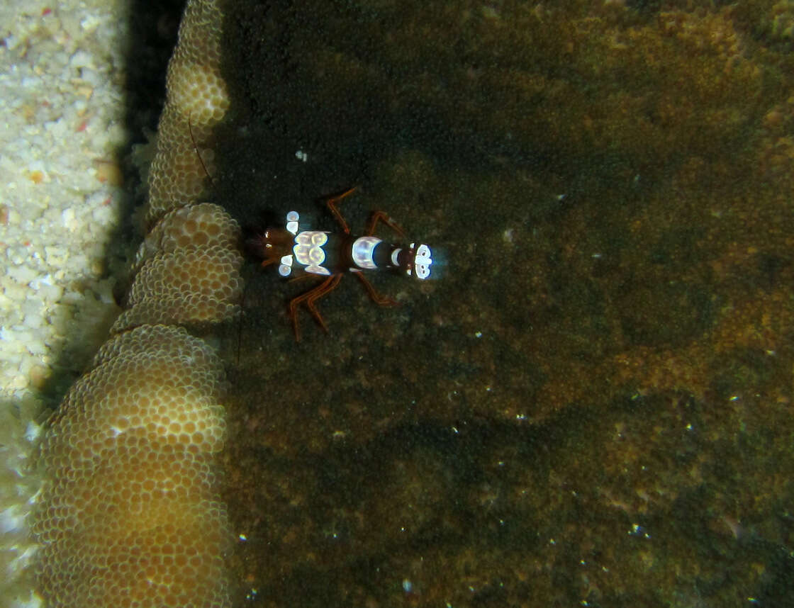 Image of Sexy shrimp