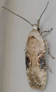 Image of Poison Hemlock Moth