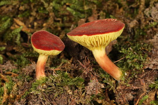 Image of Phylloporus bellus (Massee) Corner 1971