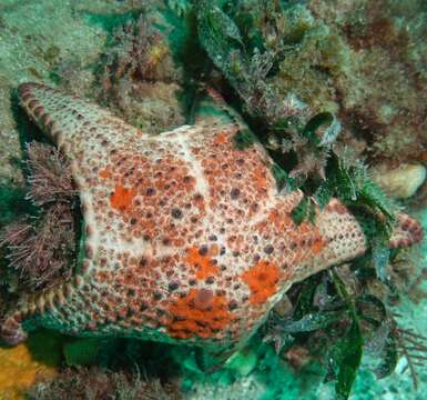 Image of Anthaster valvulatus (Muller & Troschel 1843)