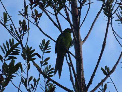 Image of New Caledonian Parakeet