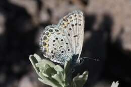 Image of <i>Plebejus fridayi</i>