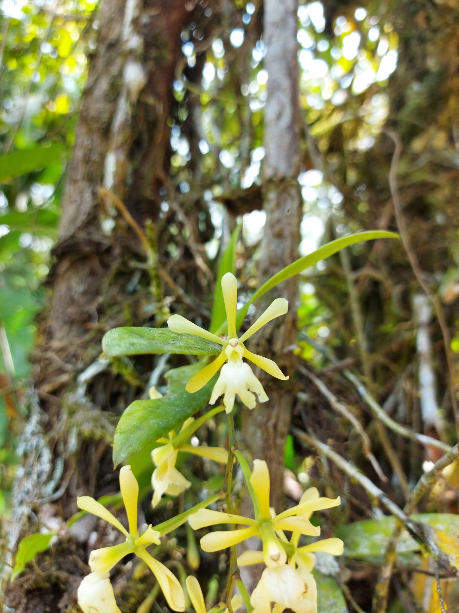 Image of Epidendrum coronatum Ruiz & Pav.