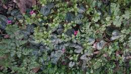 Image of Cyclamen coum Miller