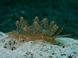 Image de Eubranchus ocellatus (Alder & Hancock 1864)