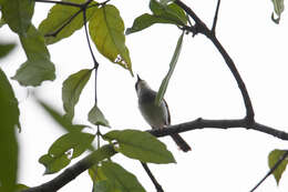 Image of Grey-breasted Prinia