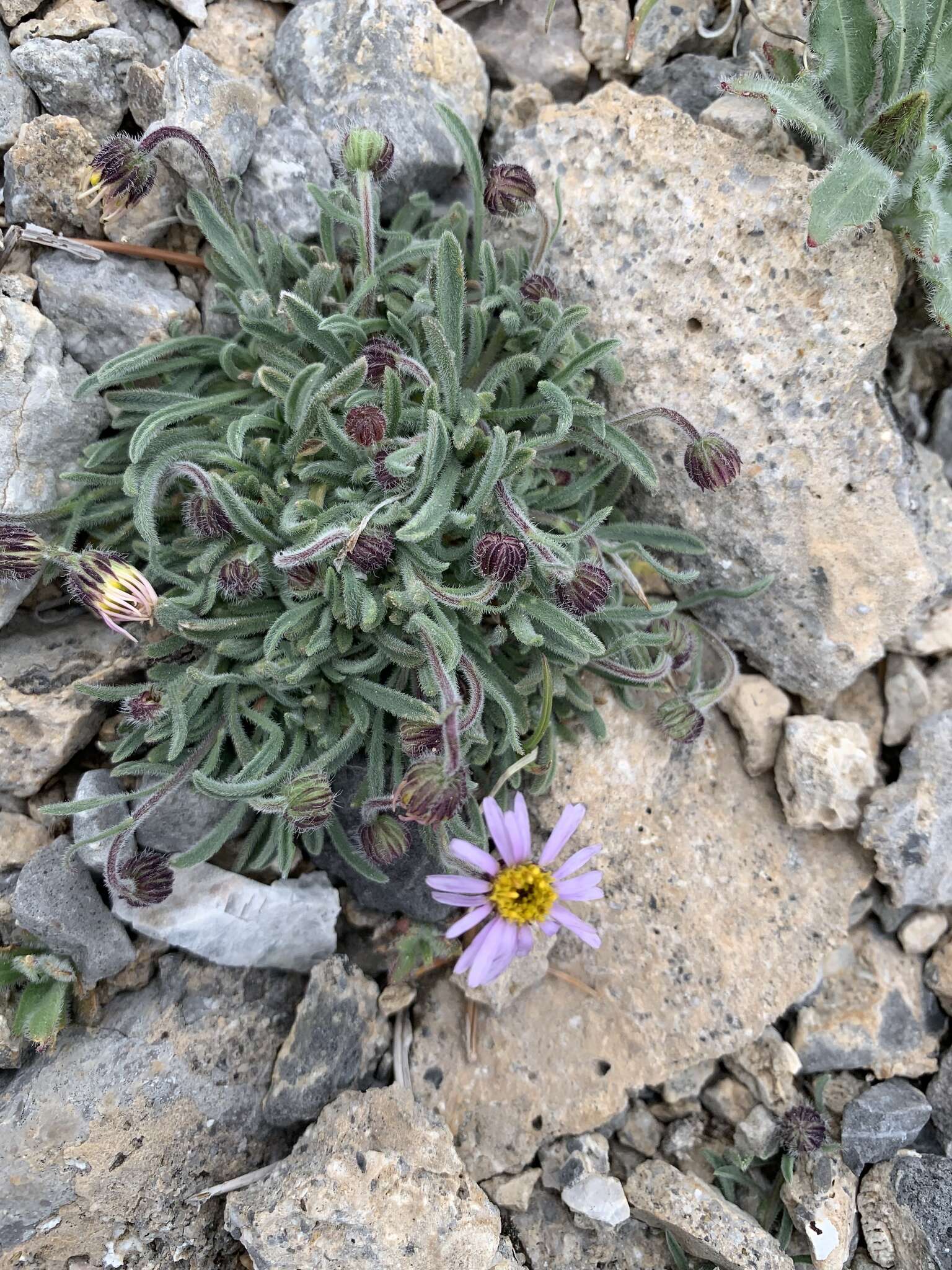 Image of <i>Erigeron <i>clokeyi</i></i> var. clokeyi