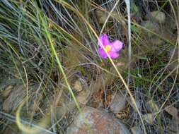 صورة Anacampseros lanceolata subsp. nebrownii (Poelln.) M. Gerbaulet