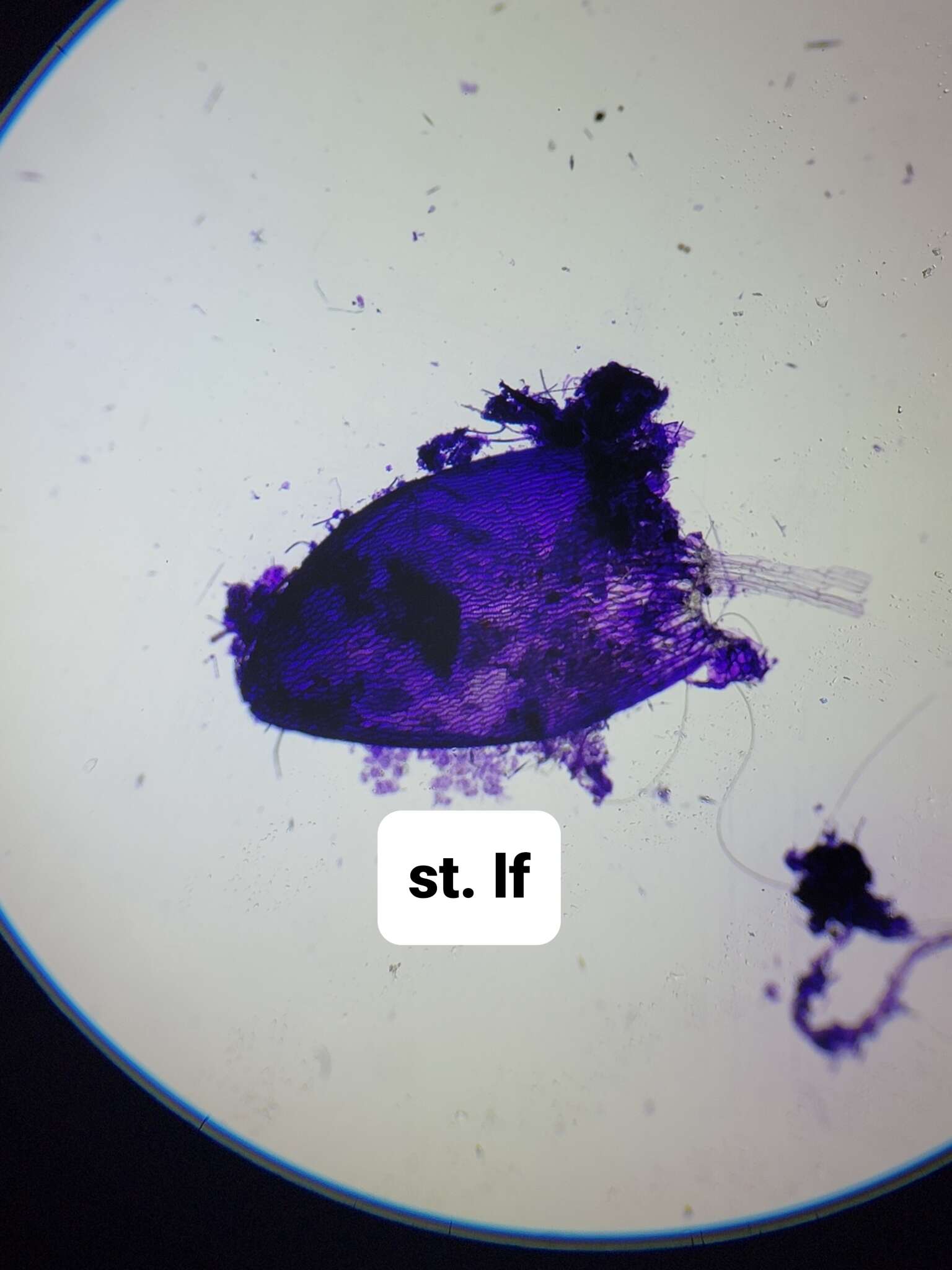 Sphagnum platyphyllum Warnstorf 1884的圖片