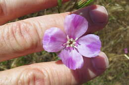 Image of winecup clarkia