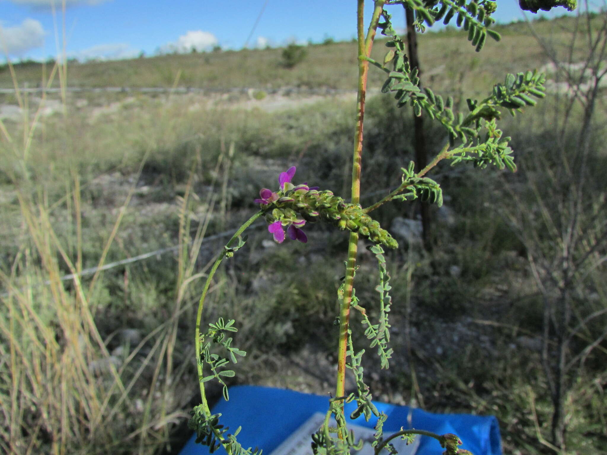 Plancia ëd Dalea bicolor var. naviculifolia (Hemsl.) Barneby