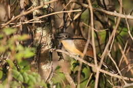 Image of Dark-billed Cuckoo