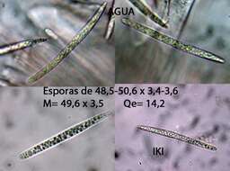 Слика од Aeruginoscyphus sericeus (Alb. & Schwein.) Dougoud 2012