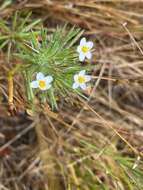 Image de Leptosiphon minimus (H. Mason) Battaglia