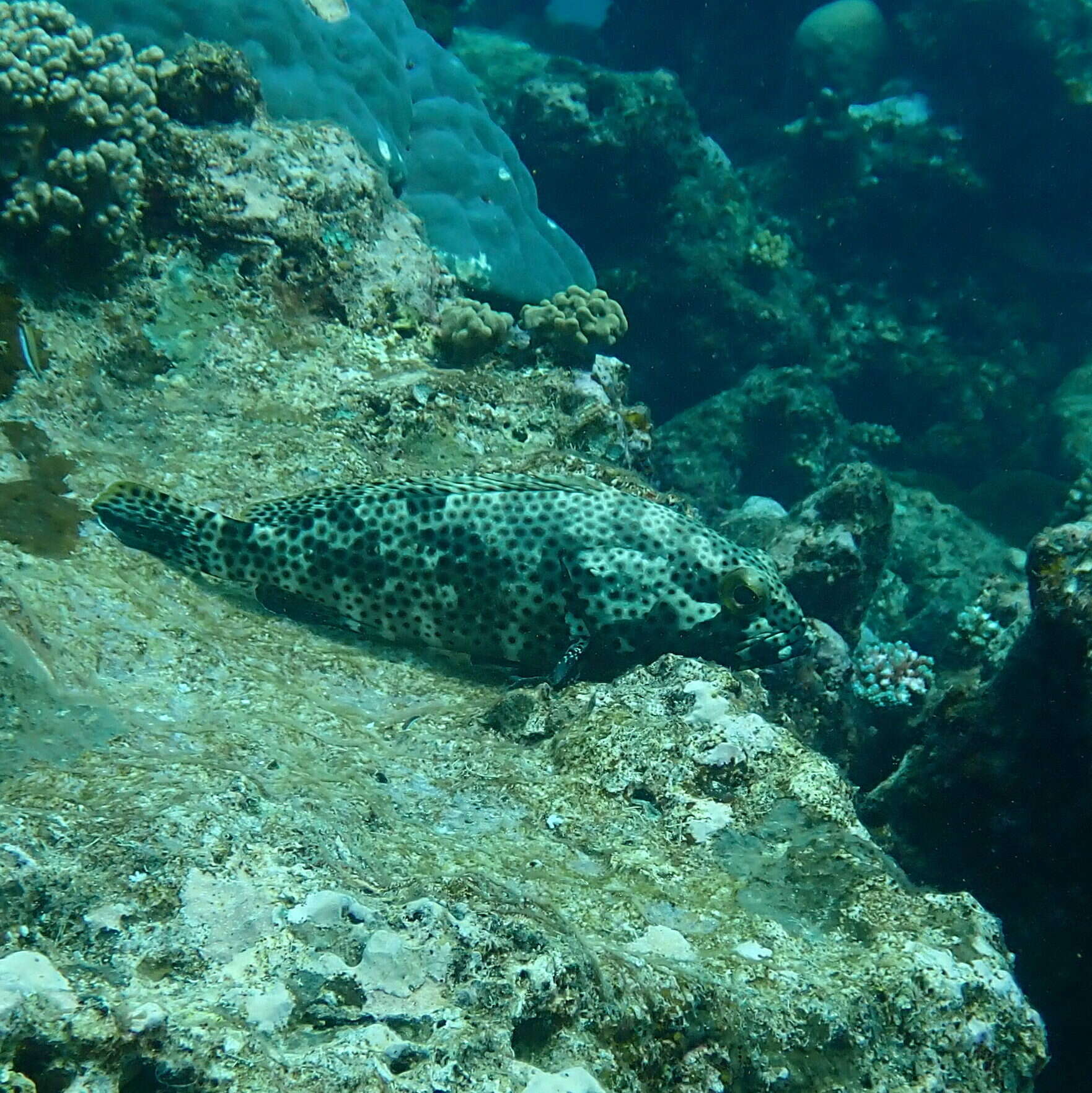 Image of Blacksaddle grouper