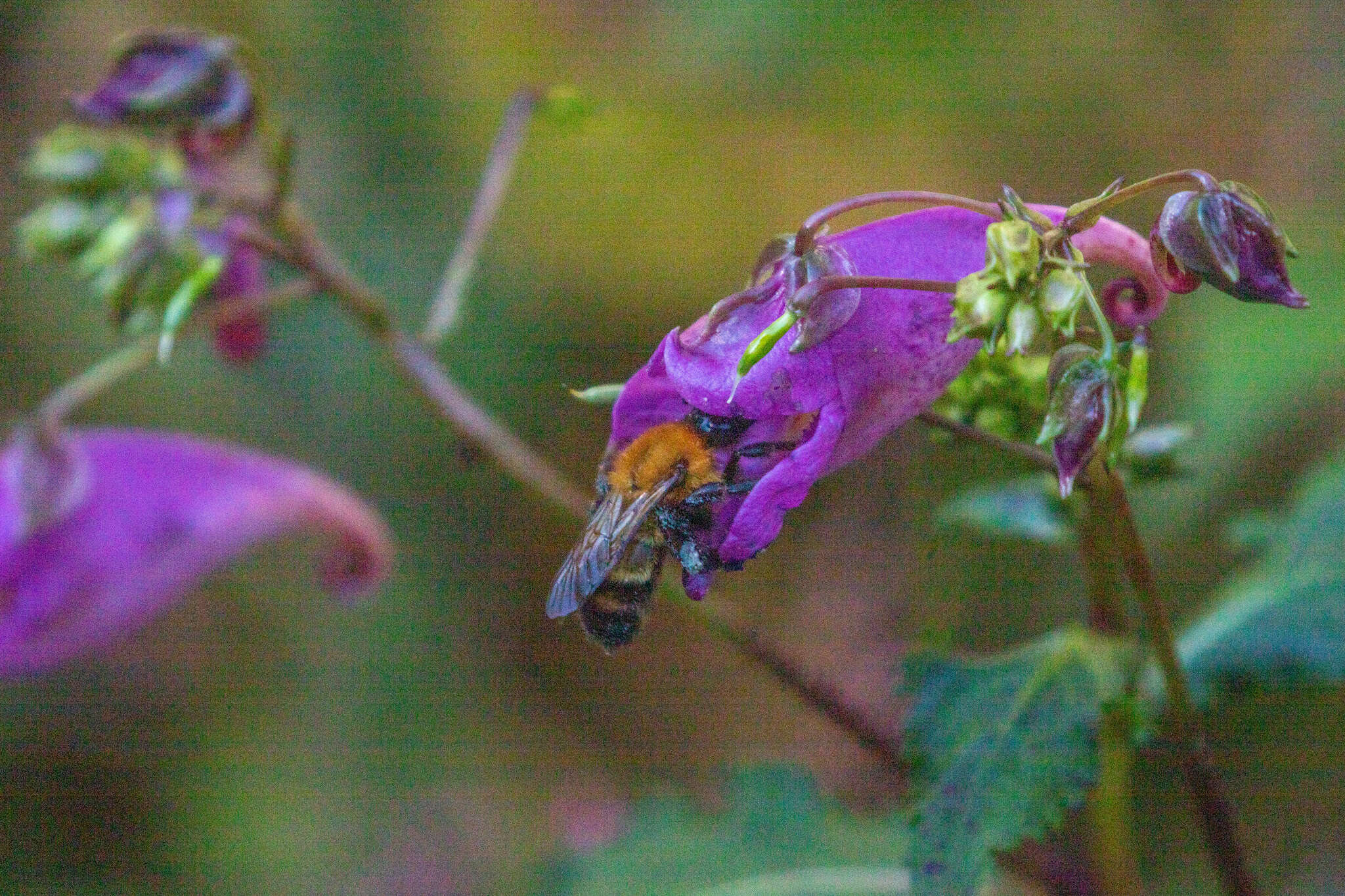 Image of Bombus diversus Smith 1869