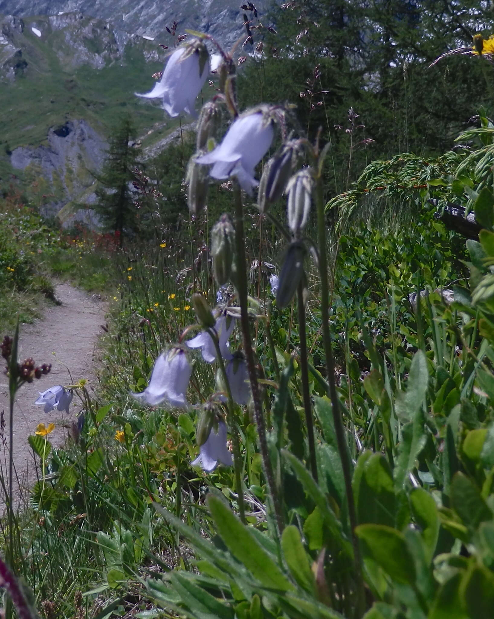 Image of Bearded Bellflower