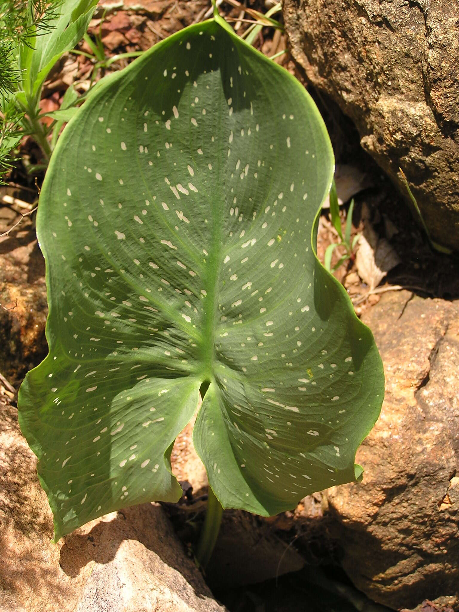 Image of Zantedeschia pentlandii (R. Whyte ex W. Watson) Wittm.