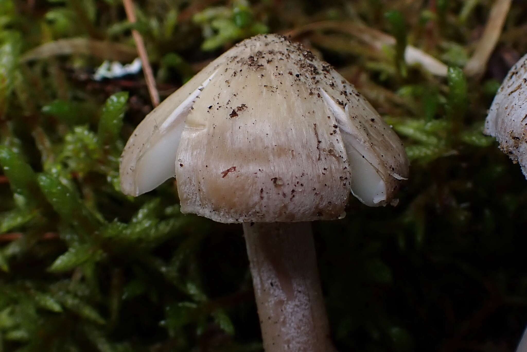 Plancia ëd Inocybe acriolens Grund & D. E. Stuntz 1975