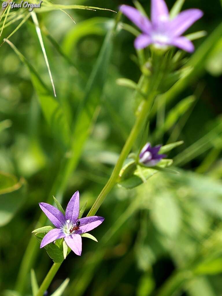 Image of Legousia falcata (Ten.) Fritsch ex Janch.