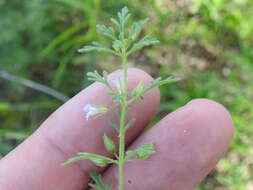 Image of Narrow-Leaf Paleseed