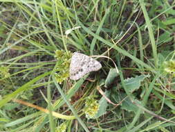 Image of Hackberry Emperor