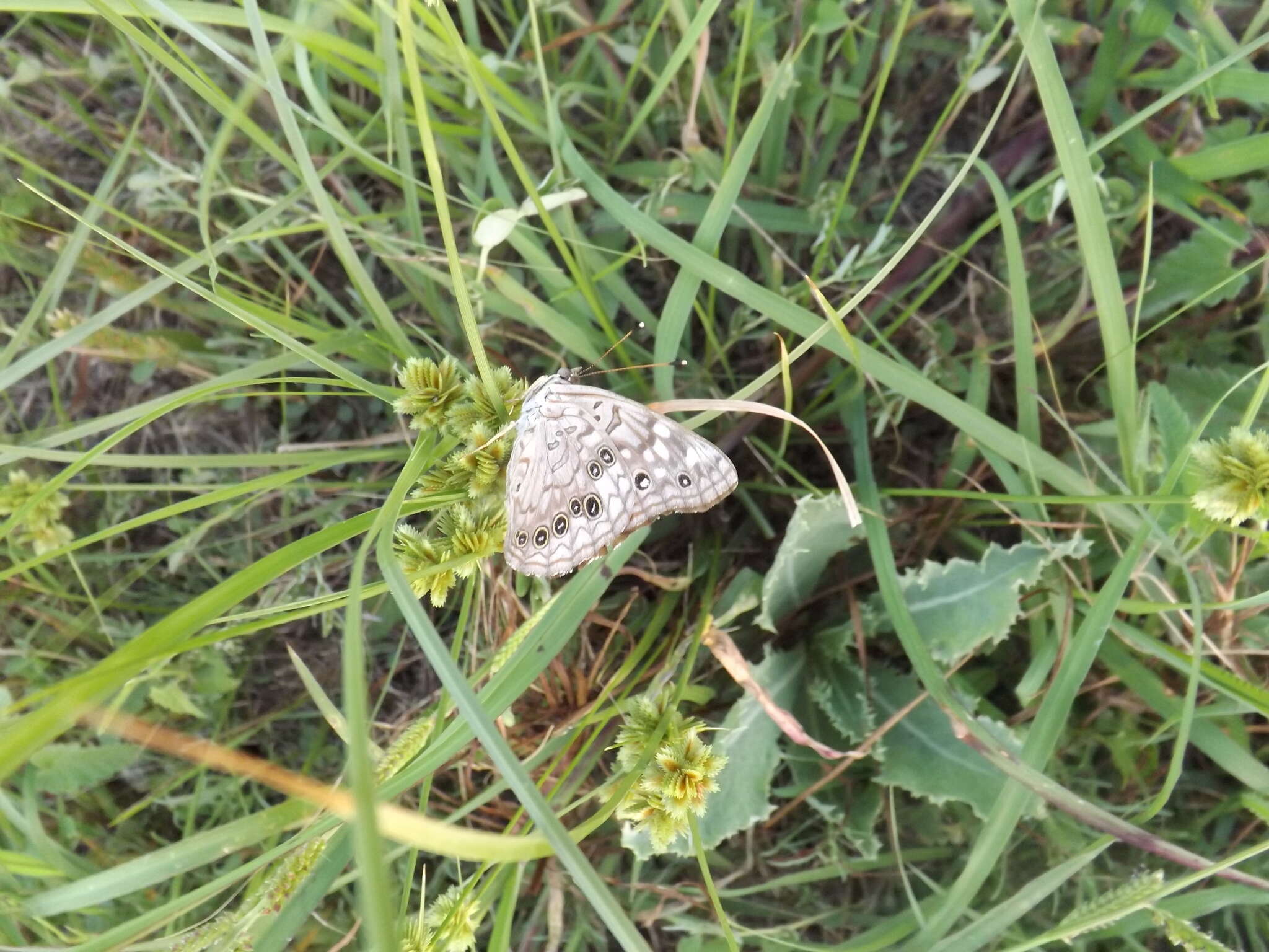 Image of Hackberry Emperor