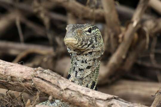 Image of Ornate monitor