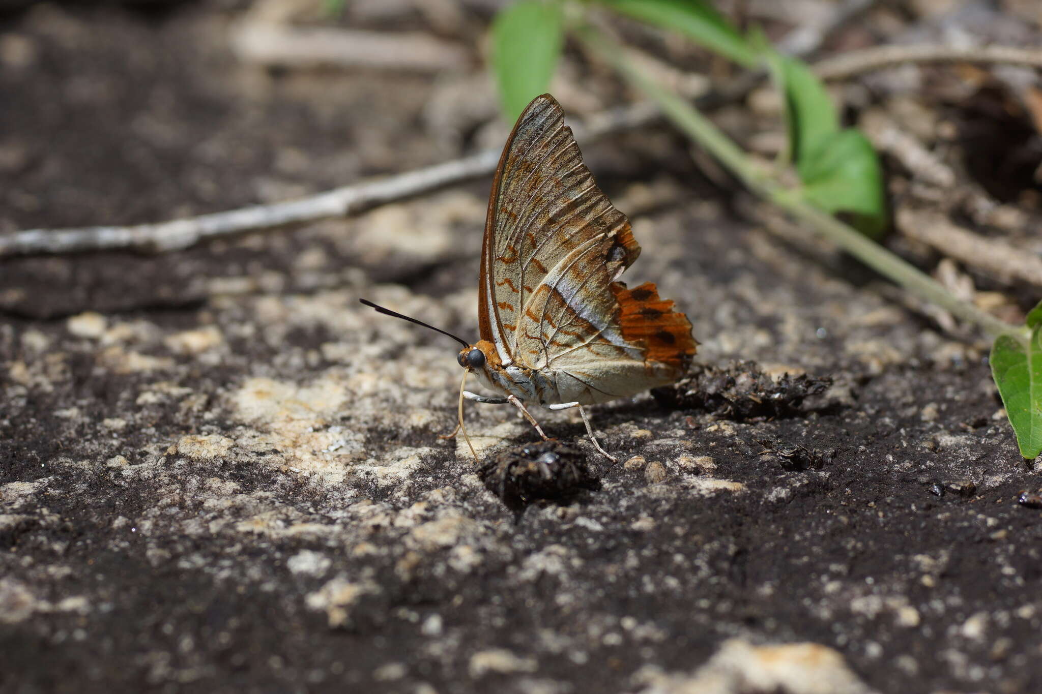 Image of <i>Charaxes macclounii</i>