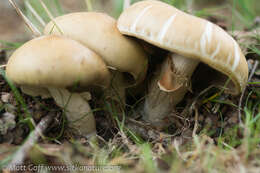 Image of Agrocybe praecox (Pers.) Fayod 1889