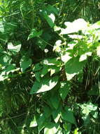 Image de Convolvulus crenatifolius Ruiz & Pav.