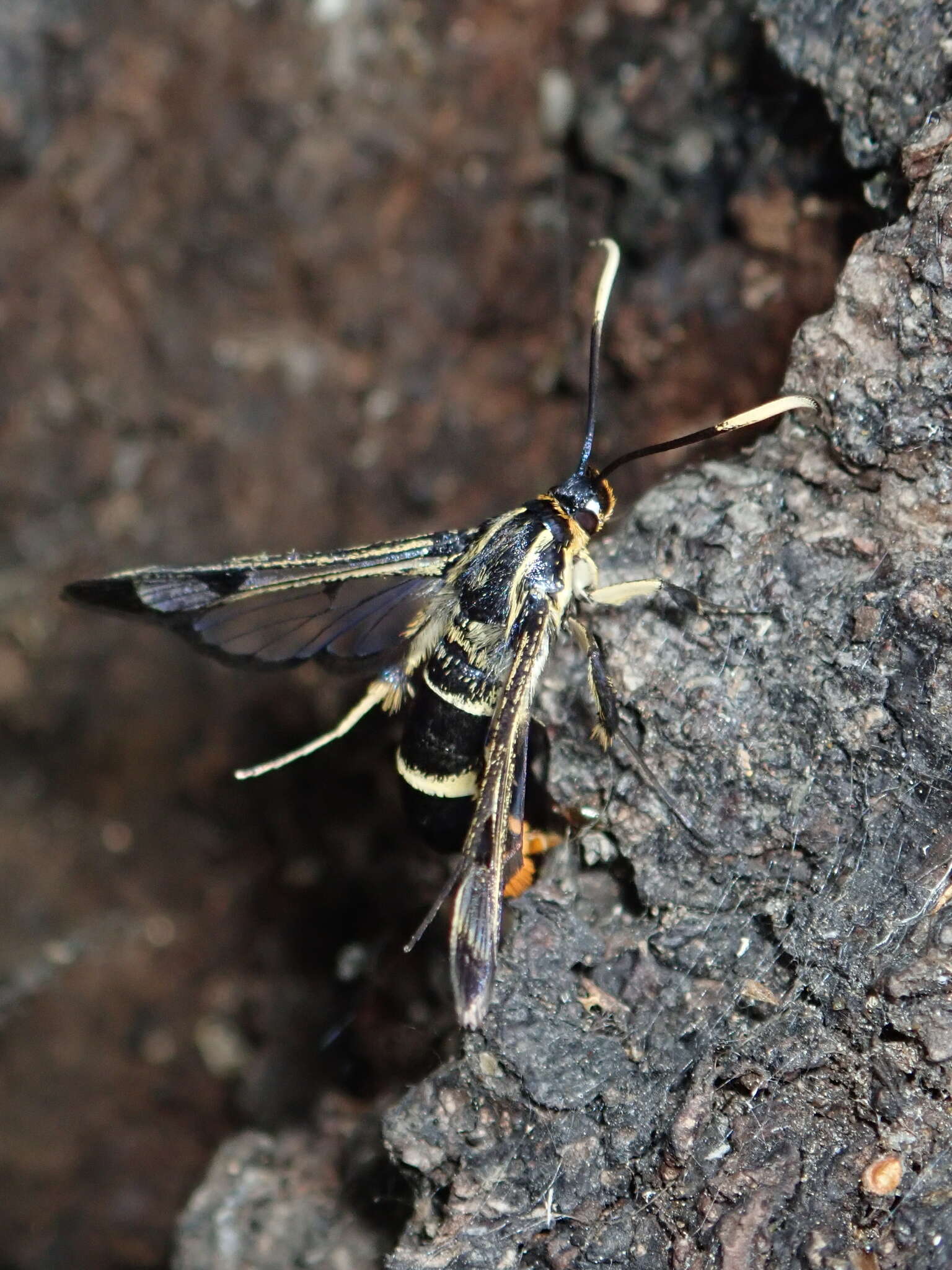 Imagem de Synanthedon scoliaeformis Borkhausen 1789