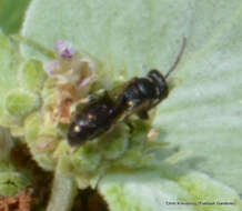 Sivun Hylaeus leptocephalus (Morawitz 1870) kuva