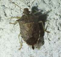 Image of Spined Soldier Bug