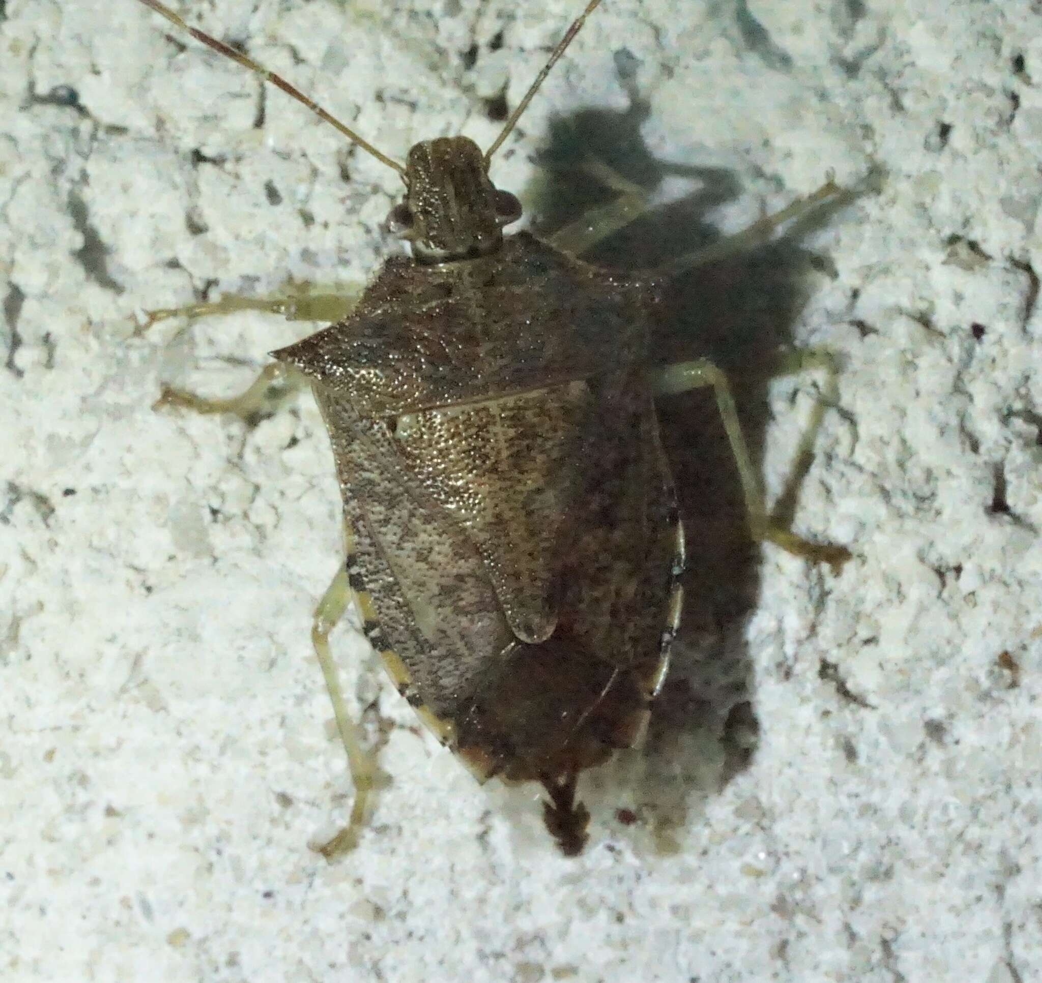 Image of Spined Soldier Bug