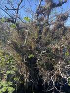 Image of giant airplant