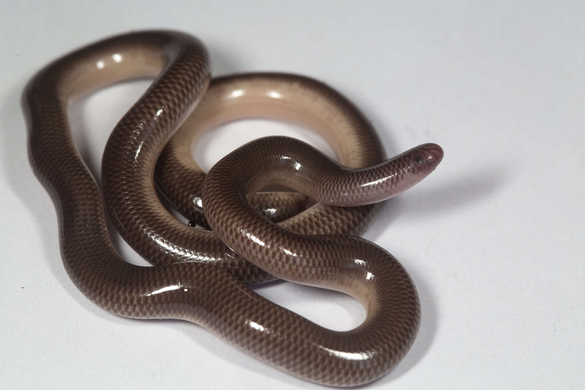 Image of Blackish Blind Snake