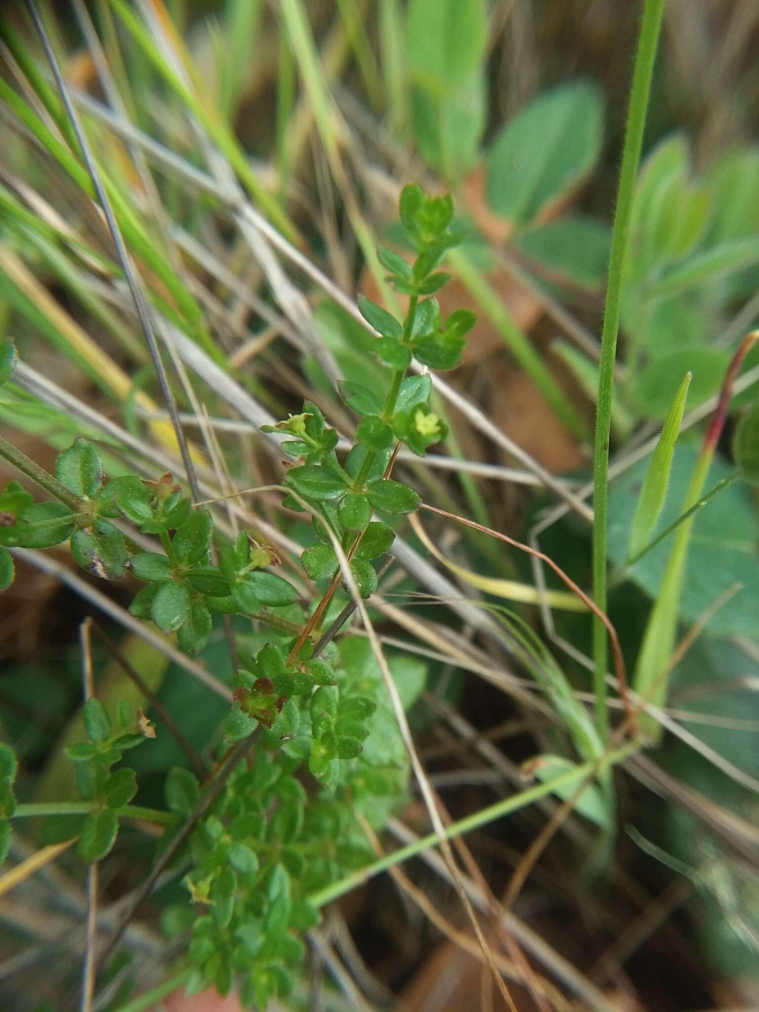 Image of graceful bedstraw