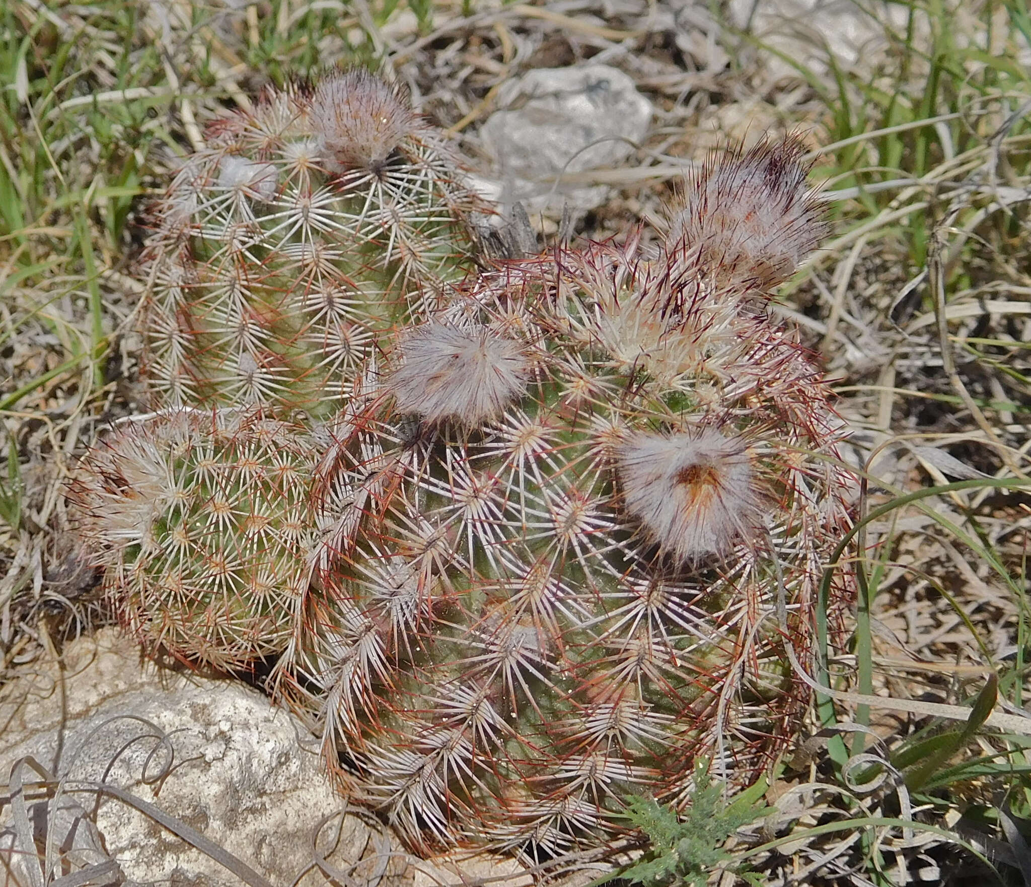 Image of Echinocereus reichenbachii var. perbellus (Britton & Rose) L. D. Benson