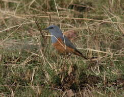 Image de Merle de roche montagnard