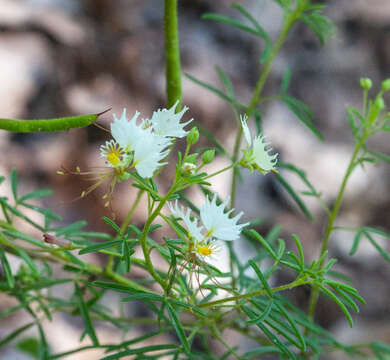 Image of large clammyweed