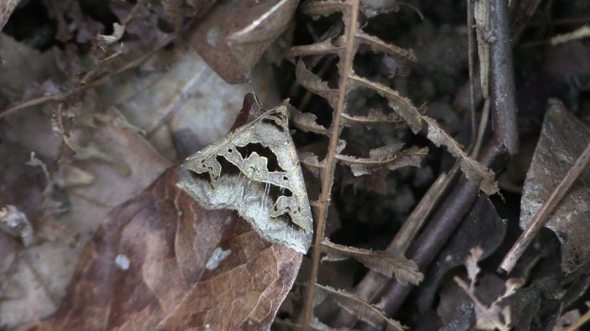 Image of Tephriopis divulsa Walker 1865