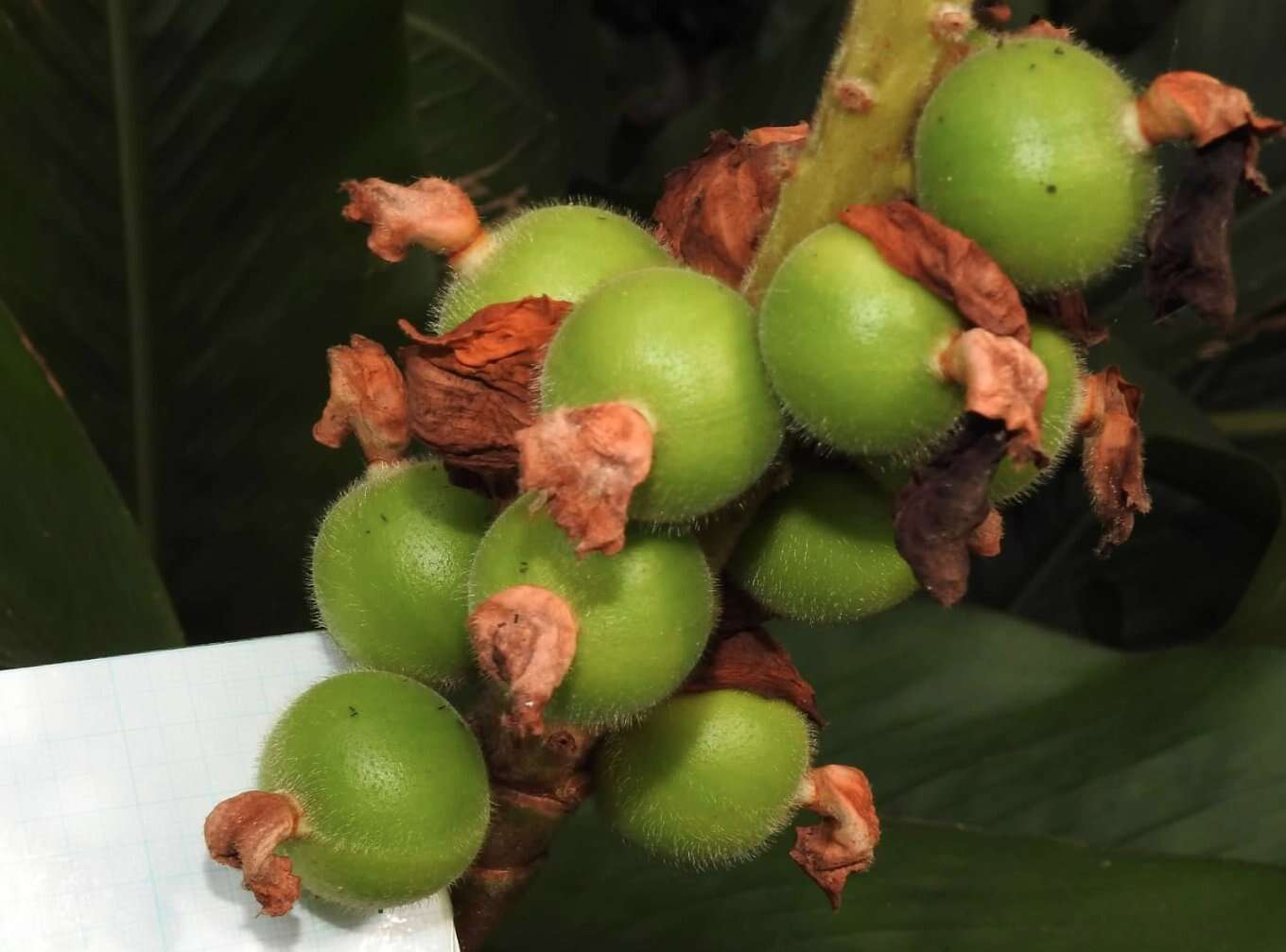 Image of Alpinia hainanensis K. Schum.