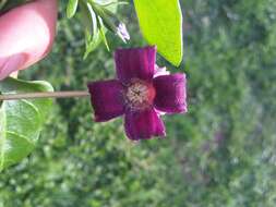 صورة Clematis pitcheri var. dictyota (Greene) Dennis