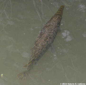 Image of Spotted gar